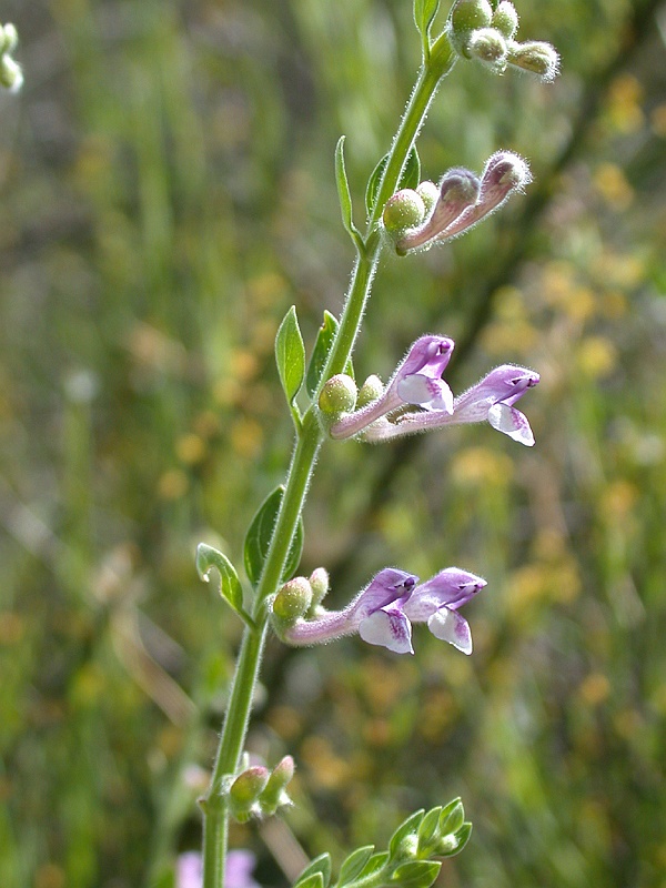 Изображение особи Scutellaria brevibracteata.