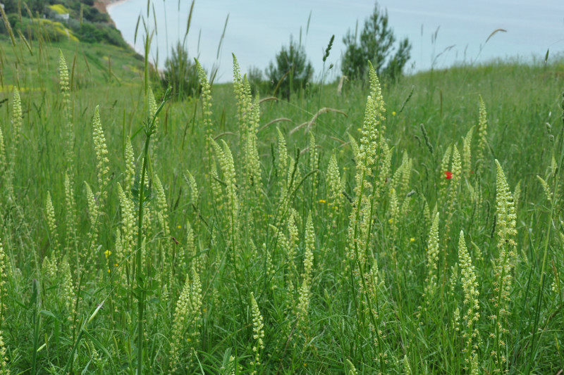 Image of Reseda alba specimen.