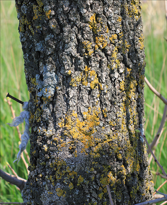 Image of Pistacia mutica specimen.