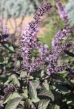 Ocimum basilicum