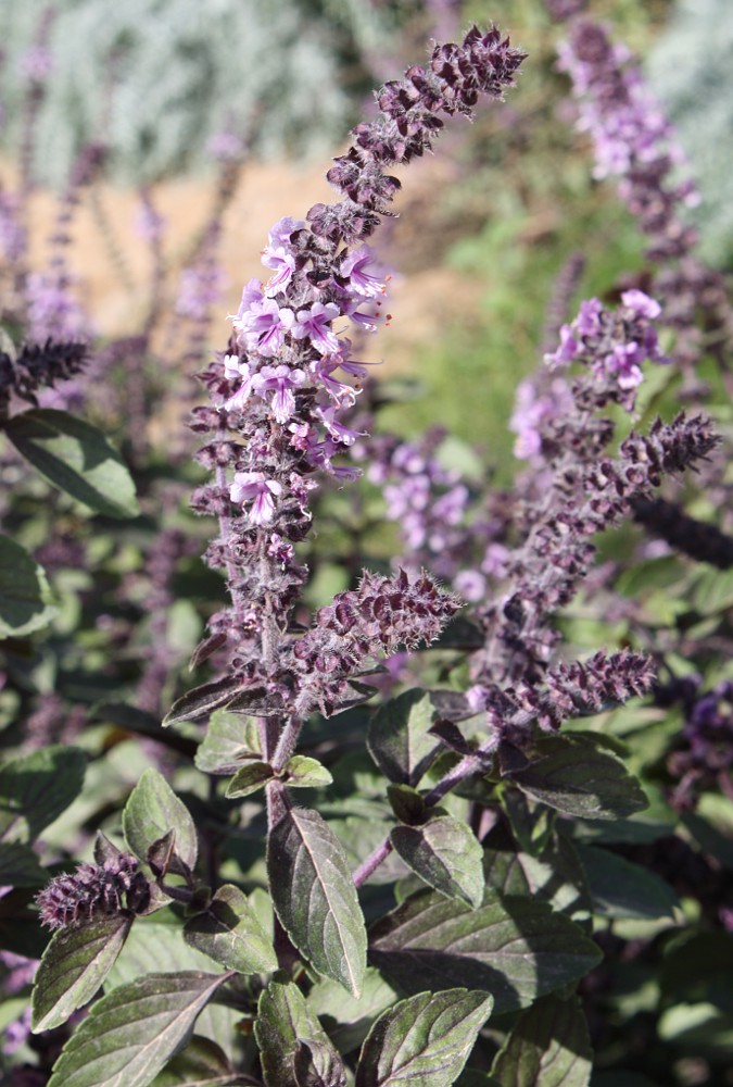 Изображение особи Ocimum basilicum.