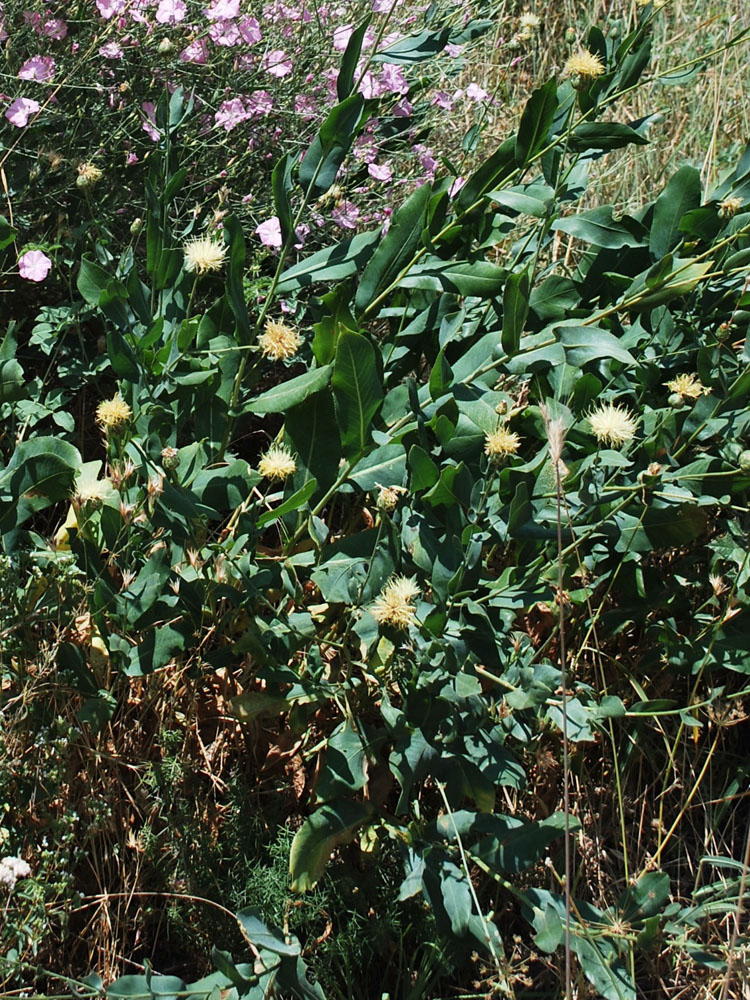 Image of Rhaponticoides turkestanica specimen.