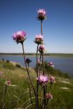 Jurinea centauroides. Верхушка растения с соцветиями. Ростовская обл., Октябрский р-н, склон степной балки правого берега р. Аюта. 01.06.2011.