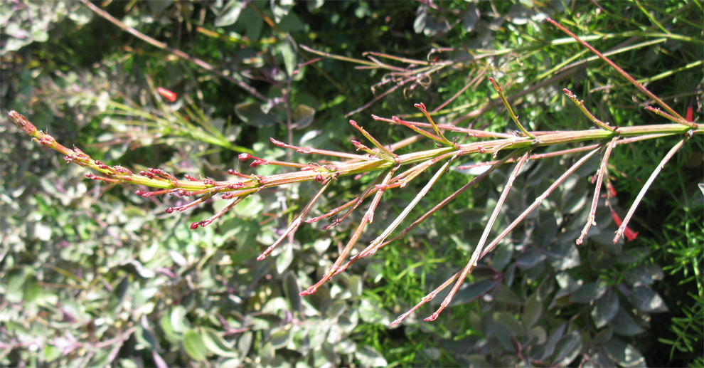 Image of Russelia equisetiformis specimen.