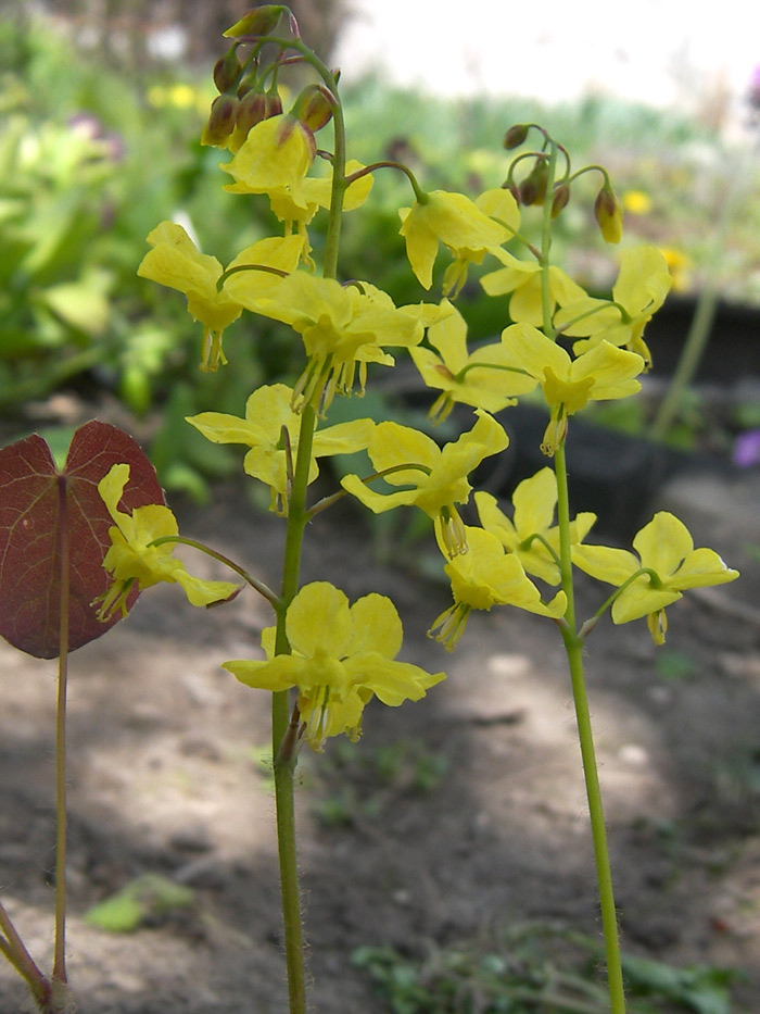 Image of Epimedium colchicum specimen.