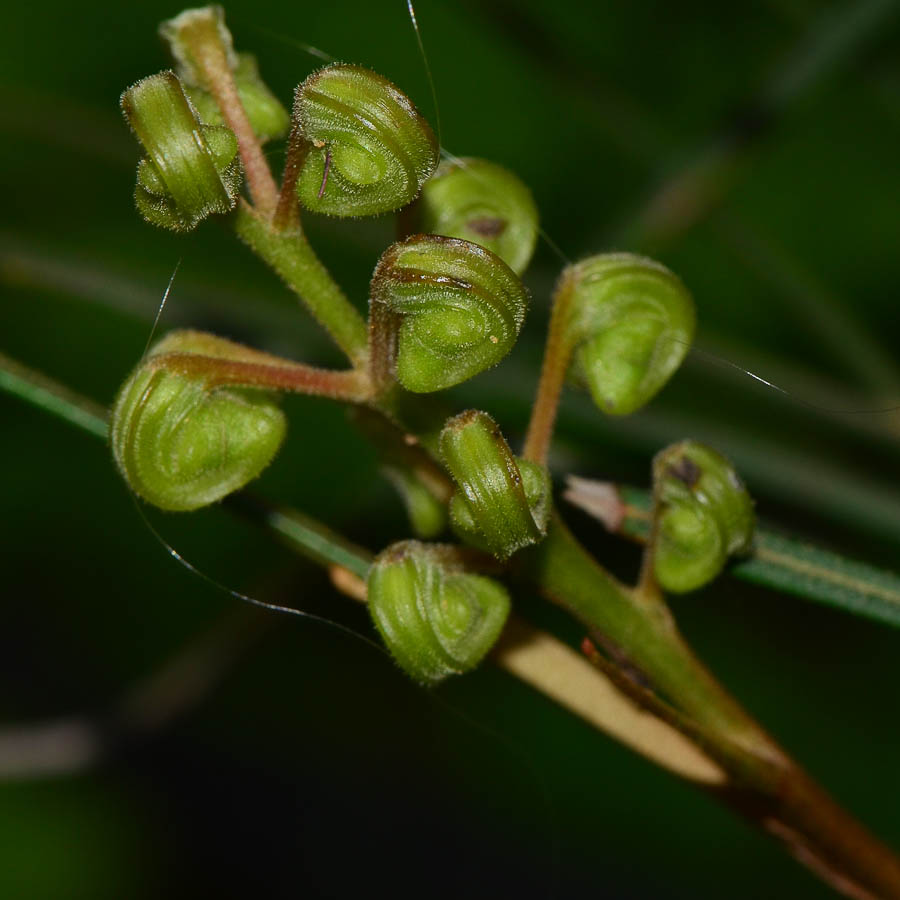 Image of Grevillea longistyla specimen.