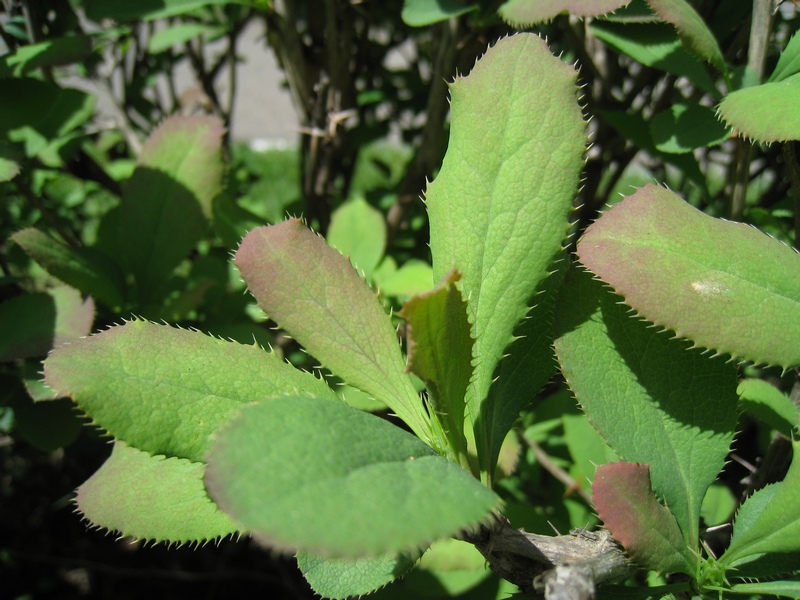 Image of Berberis vulgaris specimen.