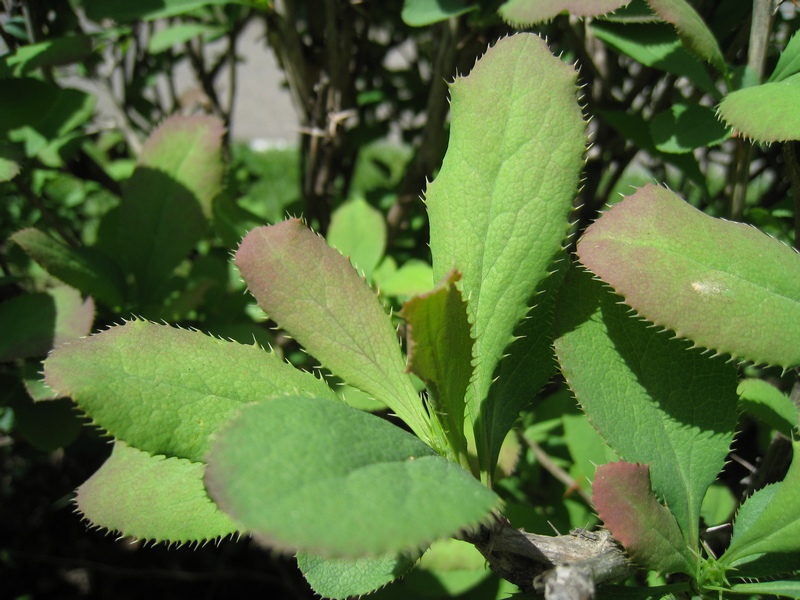 Изображение особи Berberis vulgaris.