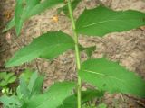 Image of taxon representative. Author is Владимир Иноземцев
