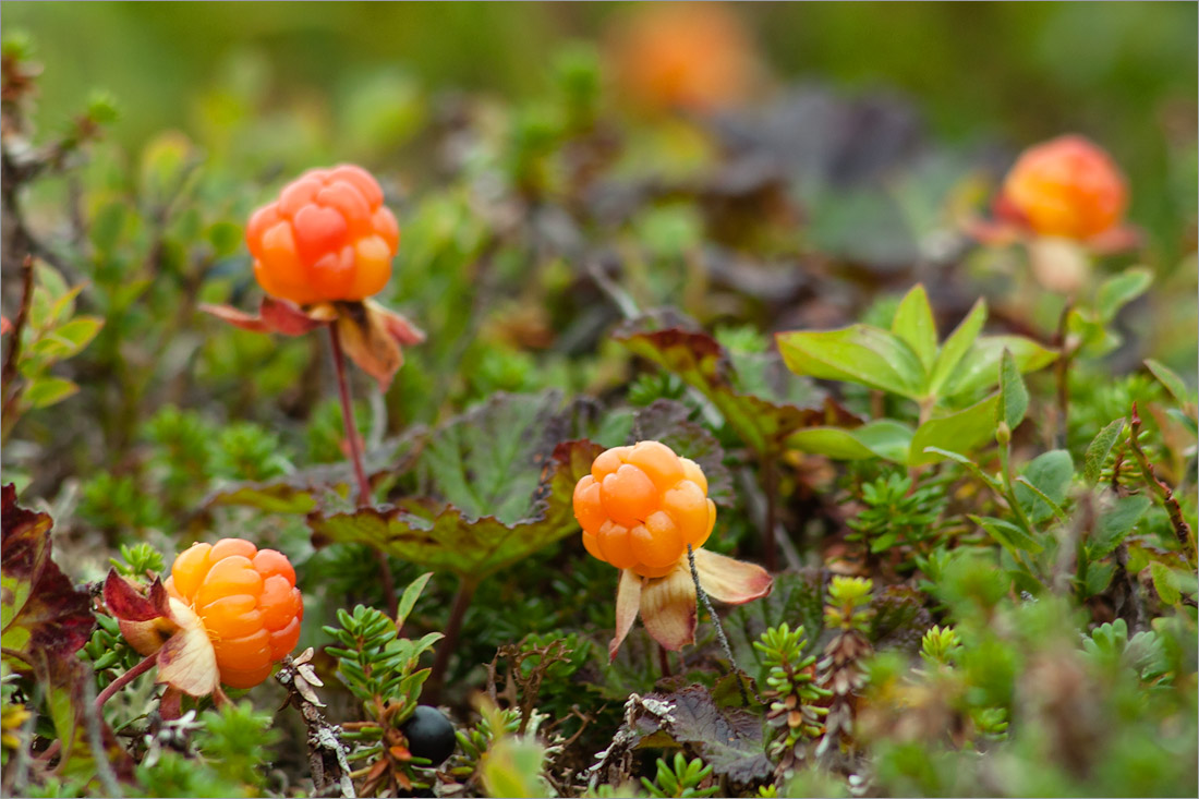 Изображение особи Rubus chamaemorus.