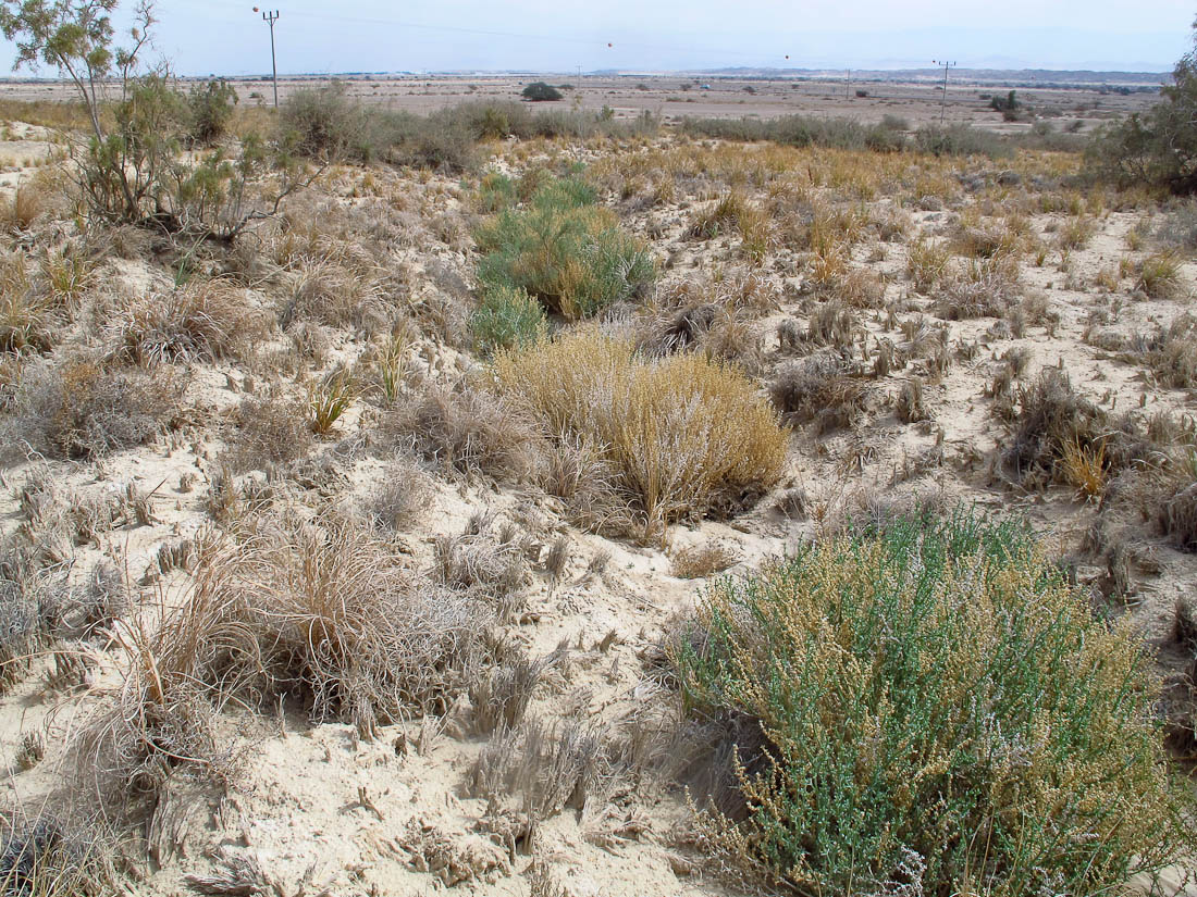 Image of Anabasis setifera specimen.