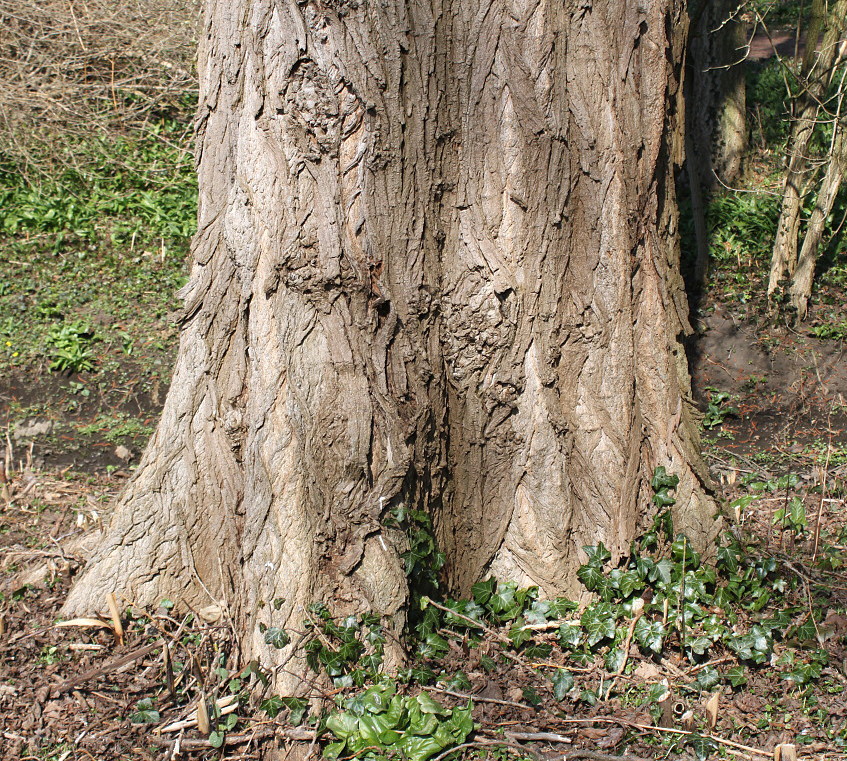 Image of Populus italica specimen.