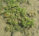 Ranunculus × glueckii. Цветущее растение. Абхазия, Гагрский р-н, залив р. Бзып. 13.06.2012.