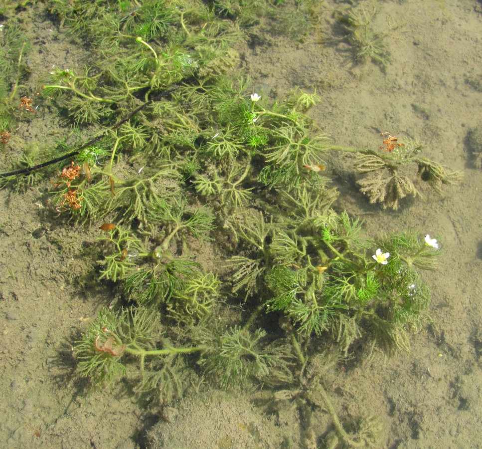Image of Ranunculus &times; glueckii specimen.