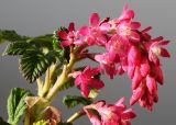 Ribes sanguineum. Соцветие. Германия, г. Кемпен, у прогулочной дорожки. 20.04.2013.