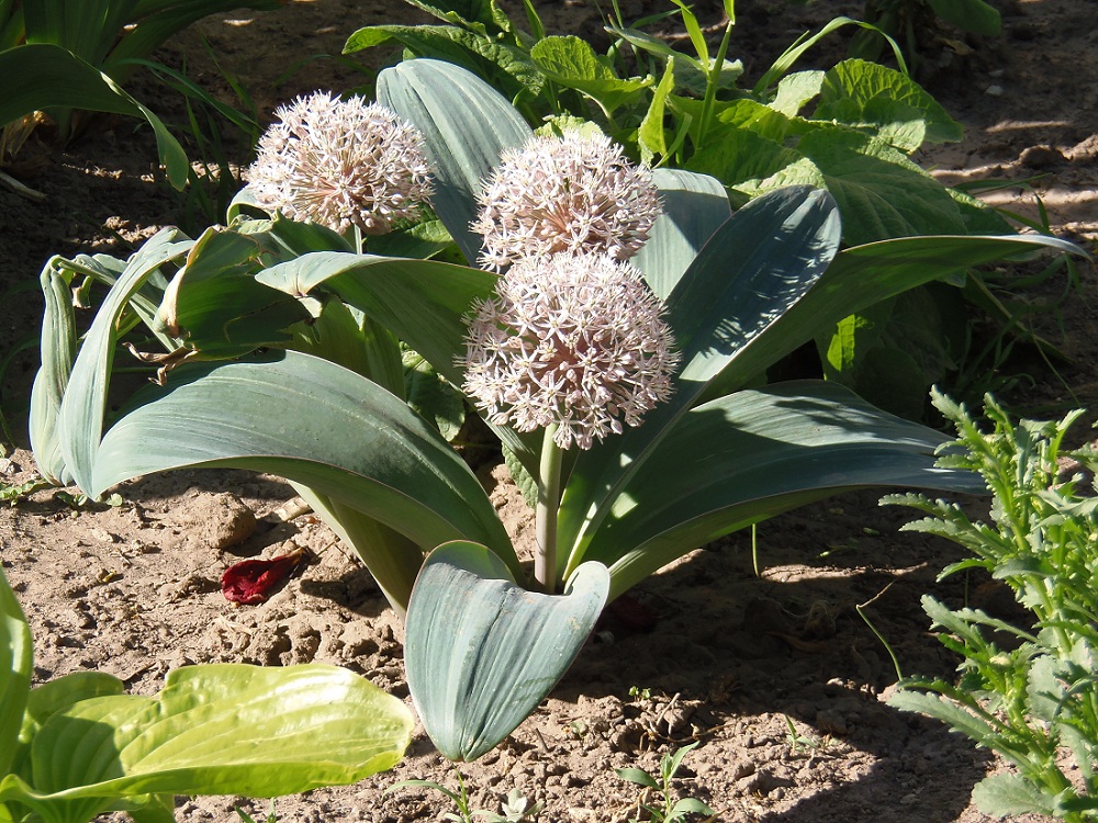 Image of Allium karataviense specimen.