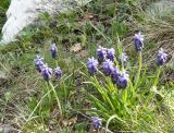 Muscari neglectum. Цветущие растения. Крым, Ялта, Ялтинская яйла. 29.05.2009.