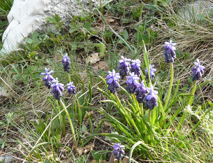 Image of Muscari neglectum specimen.