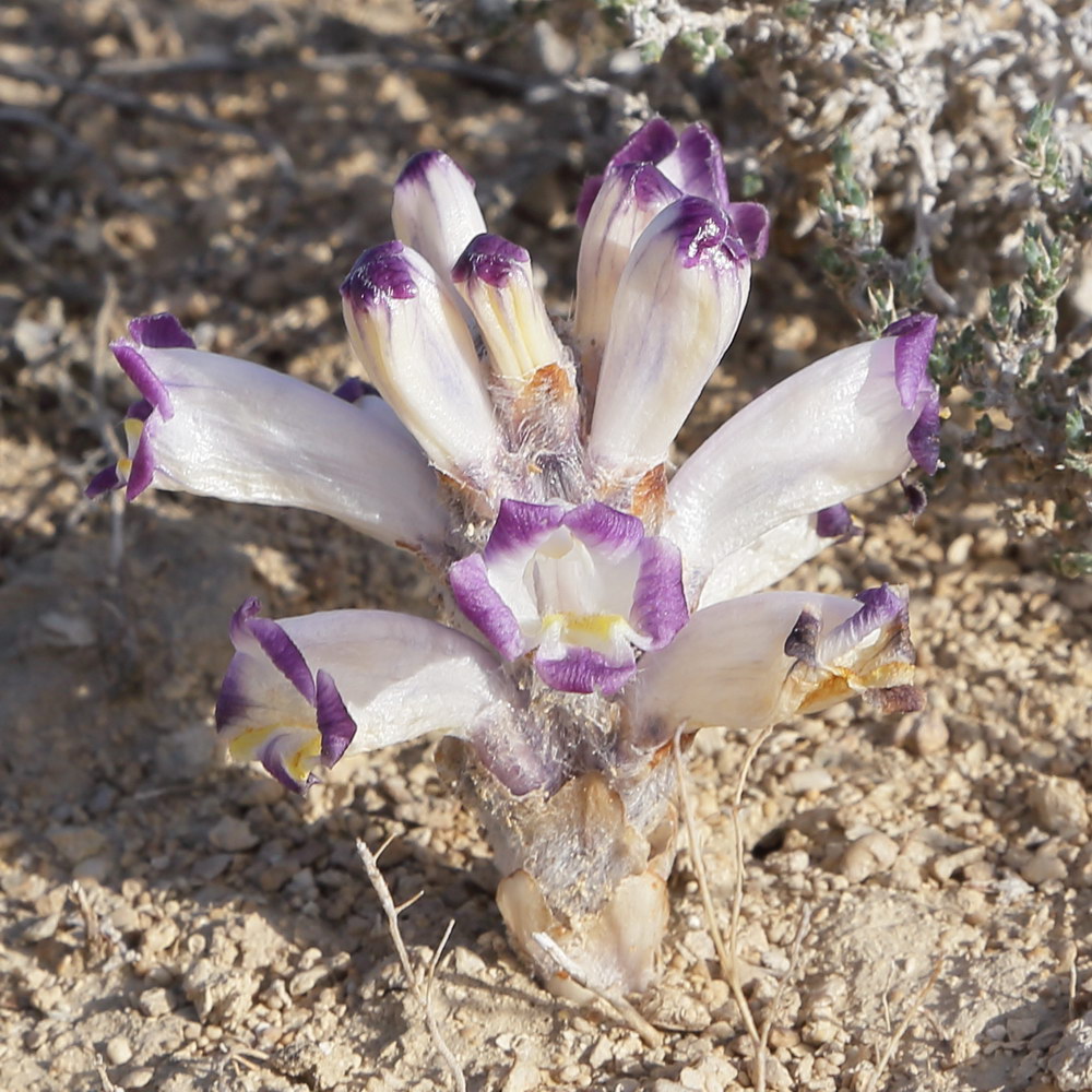 Image of Cistanche salsa specimen.