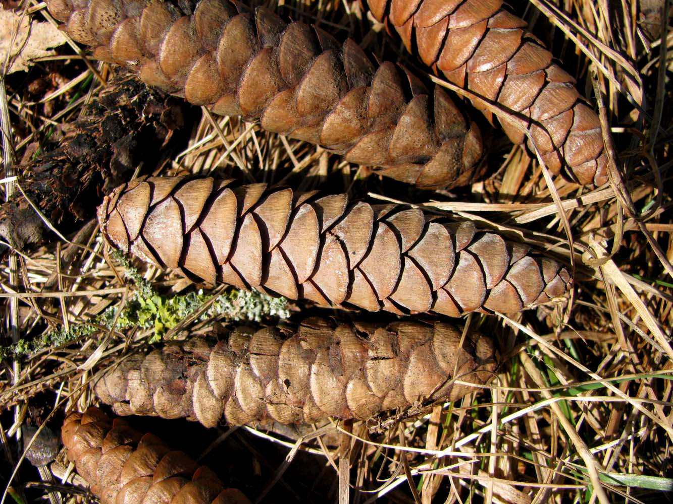 Image of Picea orientalis specimen.