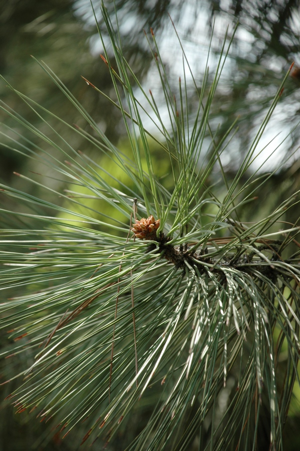 Изображение особи Pinus jeffreyi.