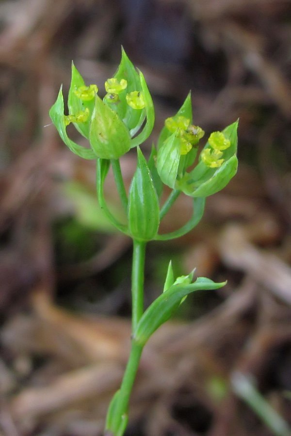 Image of Bupleurum baldense specimen.