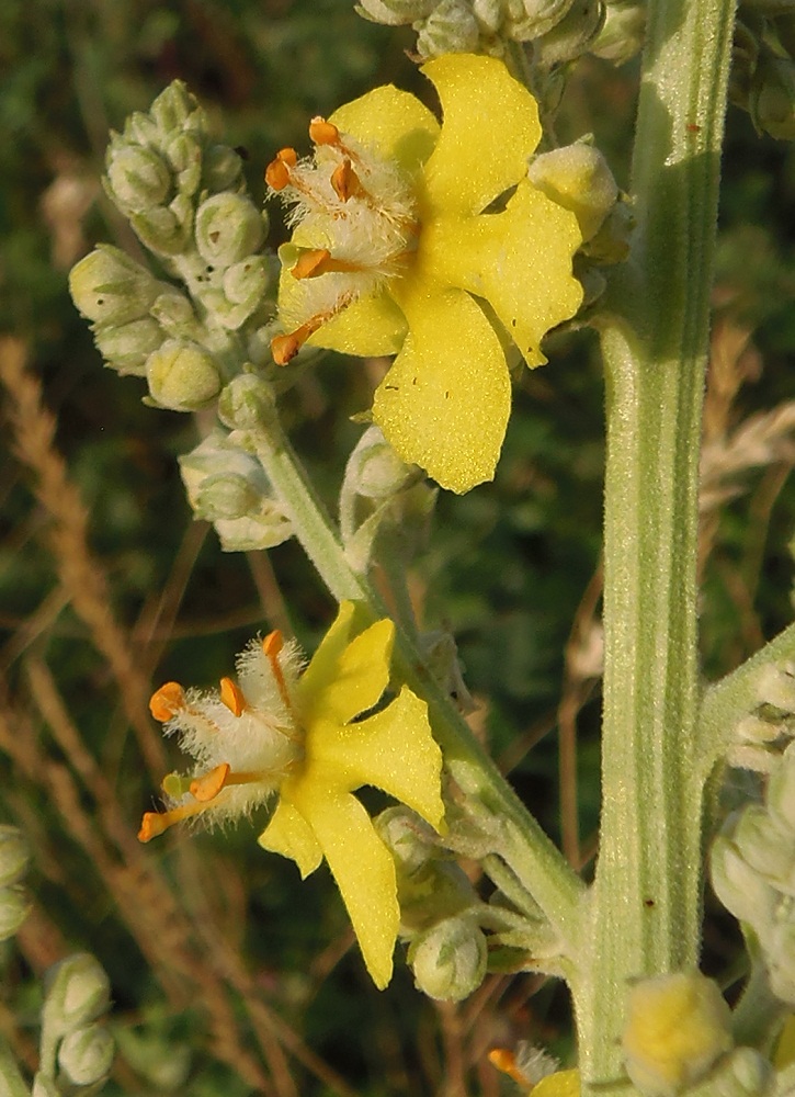 Изображение особи Verbascum lychnitis.