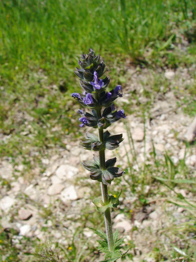 Изображение особи Salvia verbenaca.