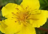 Potentilla anserina