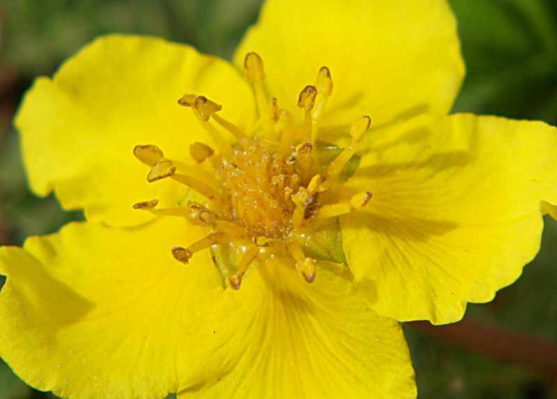 Image of Potentilla anserina specimen.