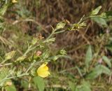 genus Linaria. Часть побега с цветком. Украина, г. Одесса, Аркадия, возле Тропы здоровья. 20.06.2013.