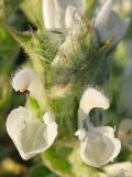 Salvia aethiopis