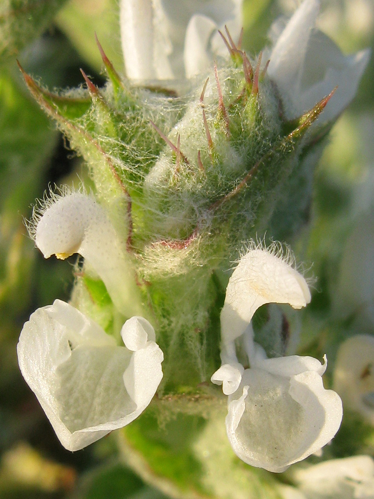 Изображение особи Salvia aethiopis.