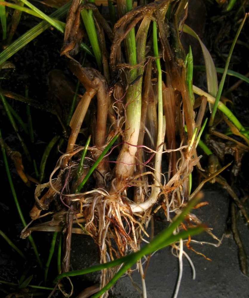 Изображение особи Deschampsia kaschinae.