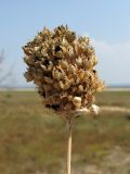 Allium sphaerocephalon. Соплодие. Краснодарский край, м/о Анапа, окр. ст. Благовещенская, степь на берегу Витязевского лимана. 16.08.2013.