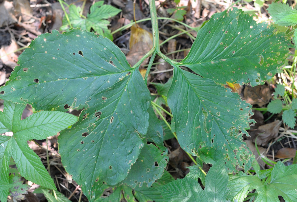 Изображение особи Arisaema robustum.