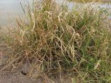 Echinochloa crus-galli