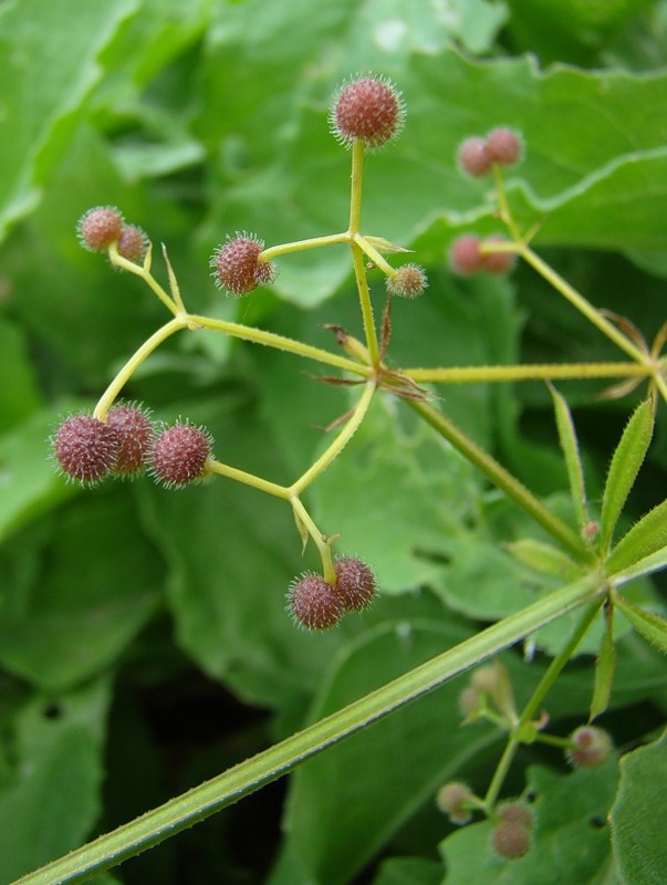 Image of Galium aparine specimen.