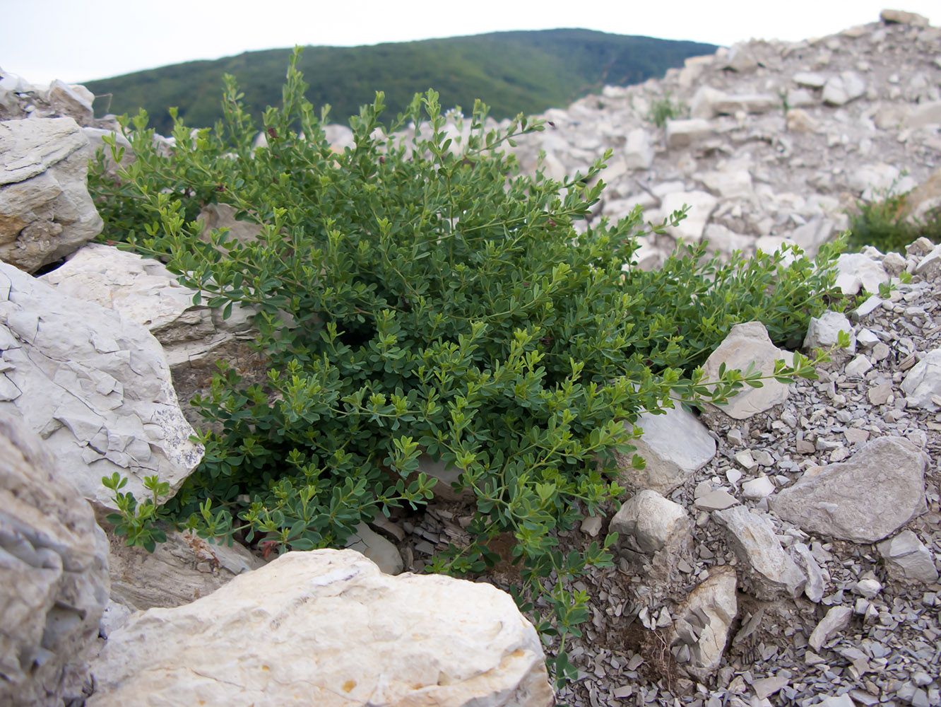 Image of Dorycnium herbaceum specimen.