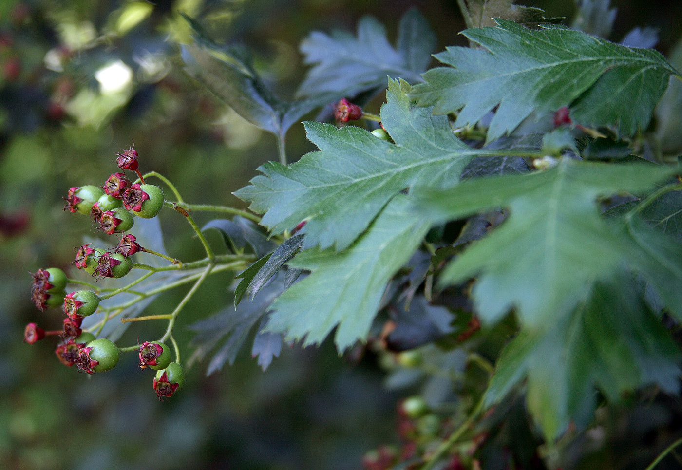 Image of Crataegus pseudoambigua specimen.