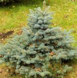 Picea pungens форма glauca. Молодое деревце. Подмосковье, г. Одинцово, придомовые посадки. Октябрь 2013 г.