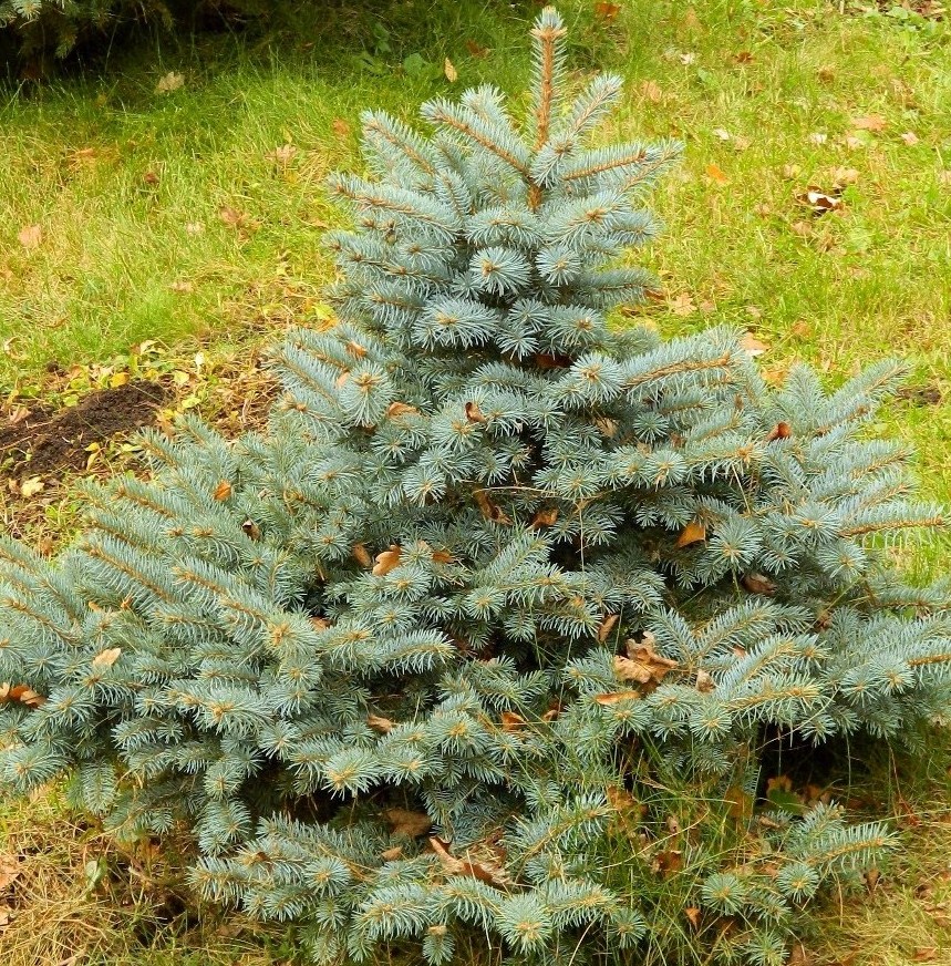 Image of Picea pungens f. glauca specimen.