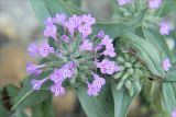 Ziziphora capitata