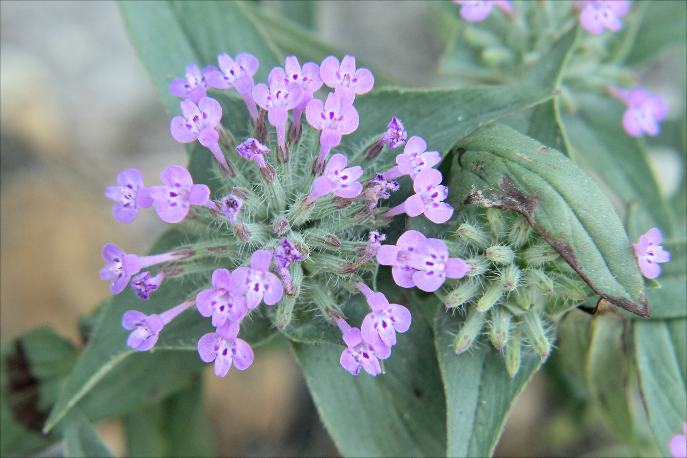 Изображение особи Ziziphora capitata.