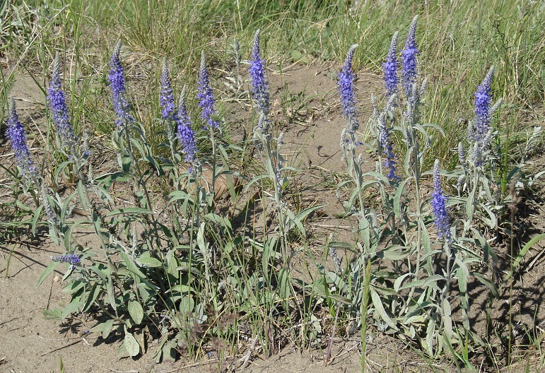 Image of Veronica incana specimen.
