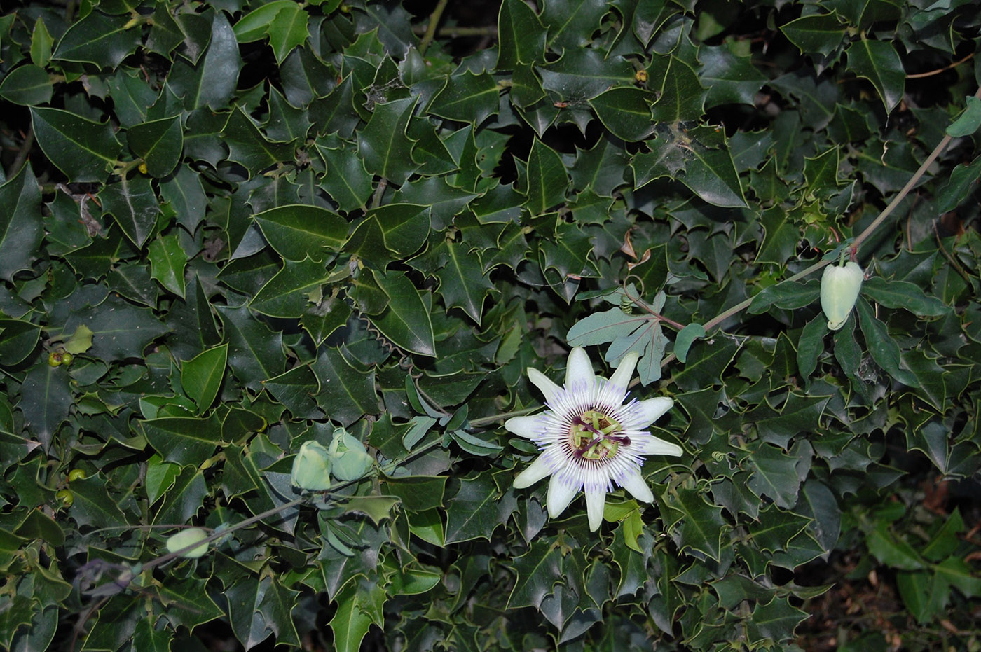 Изображение особи Passiflora caerulea.