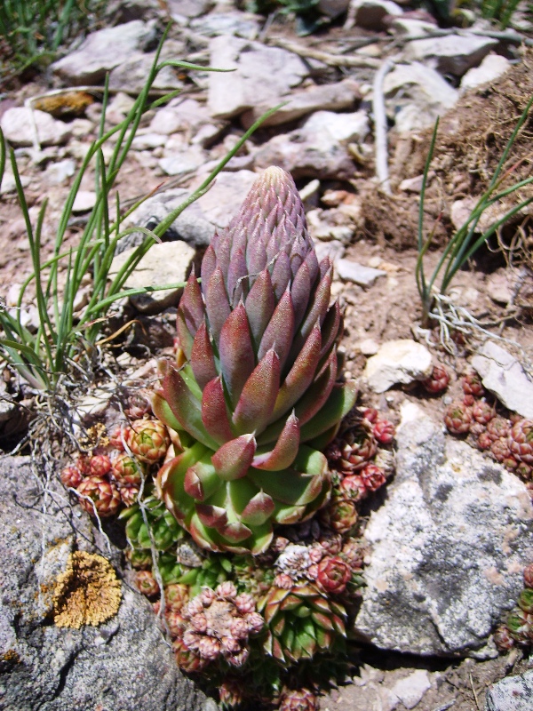 Image of Orostachys spinosa specimen.