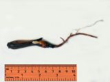 Araucaria araucana