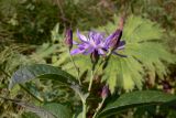 Lactuca sibirica