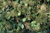 Hydrangea petiolaris. Часть кроны отцветшего растения. Германия, г. Essen, Grugapark. 29.09.2013.